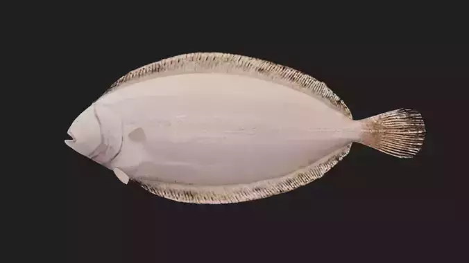 Flatfish