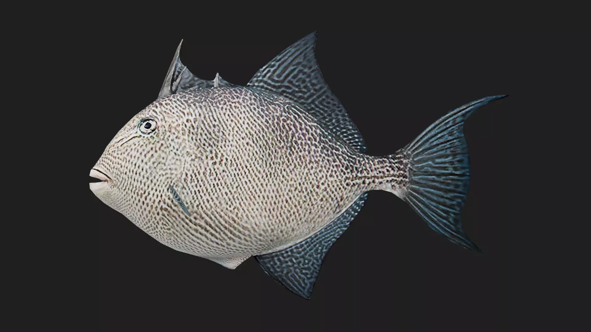 Filefish Low-poly 3D model_0