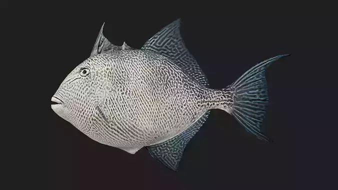 Filefish Low-poly 3D model