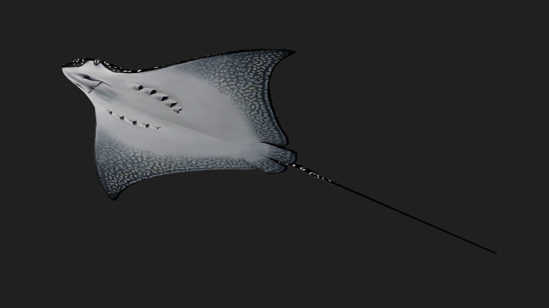 Devilfish Low-poly 3D model_2