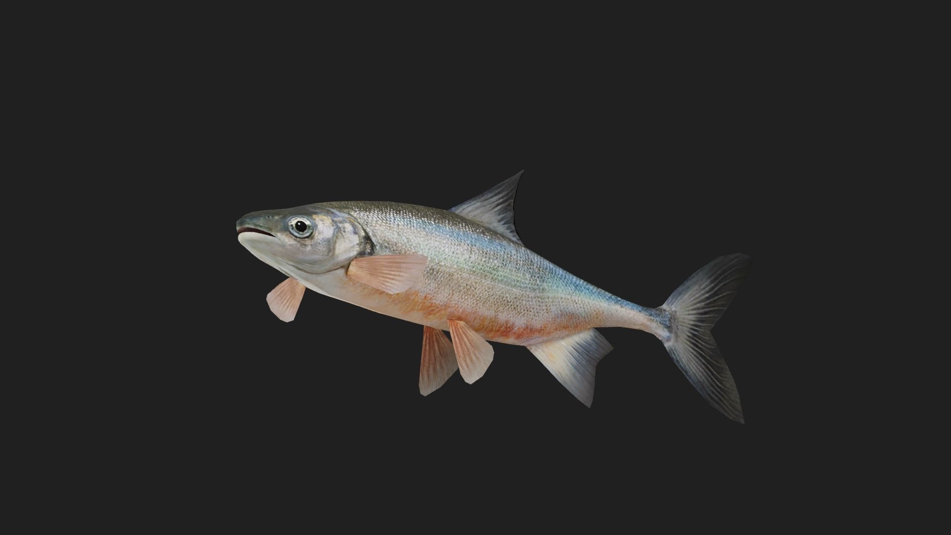 Carp fish Low-poly 3D model_2