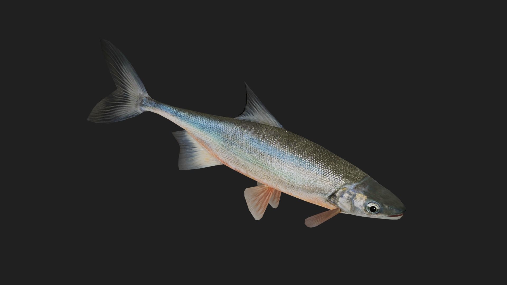 Carp fish Low-poly 3D model_4