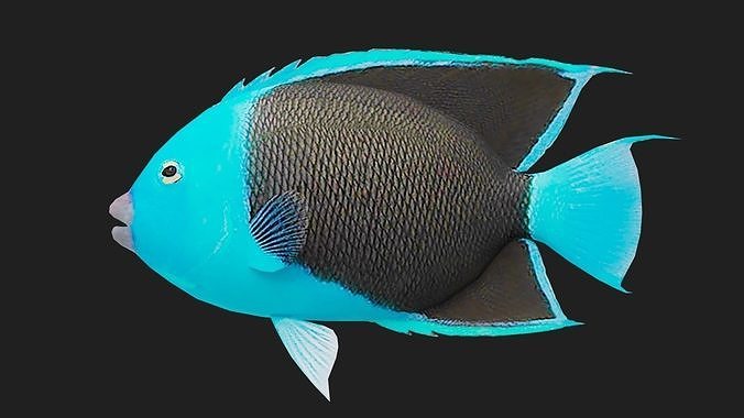 Rockbeauty Low-poly 3D model