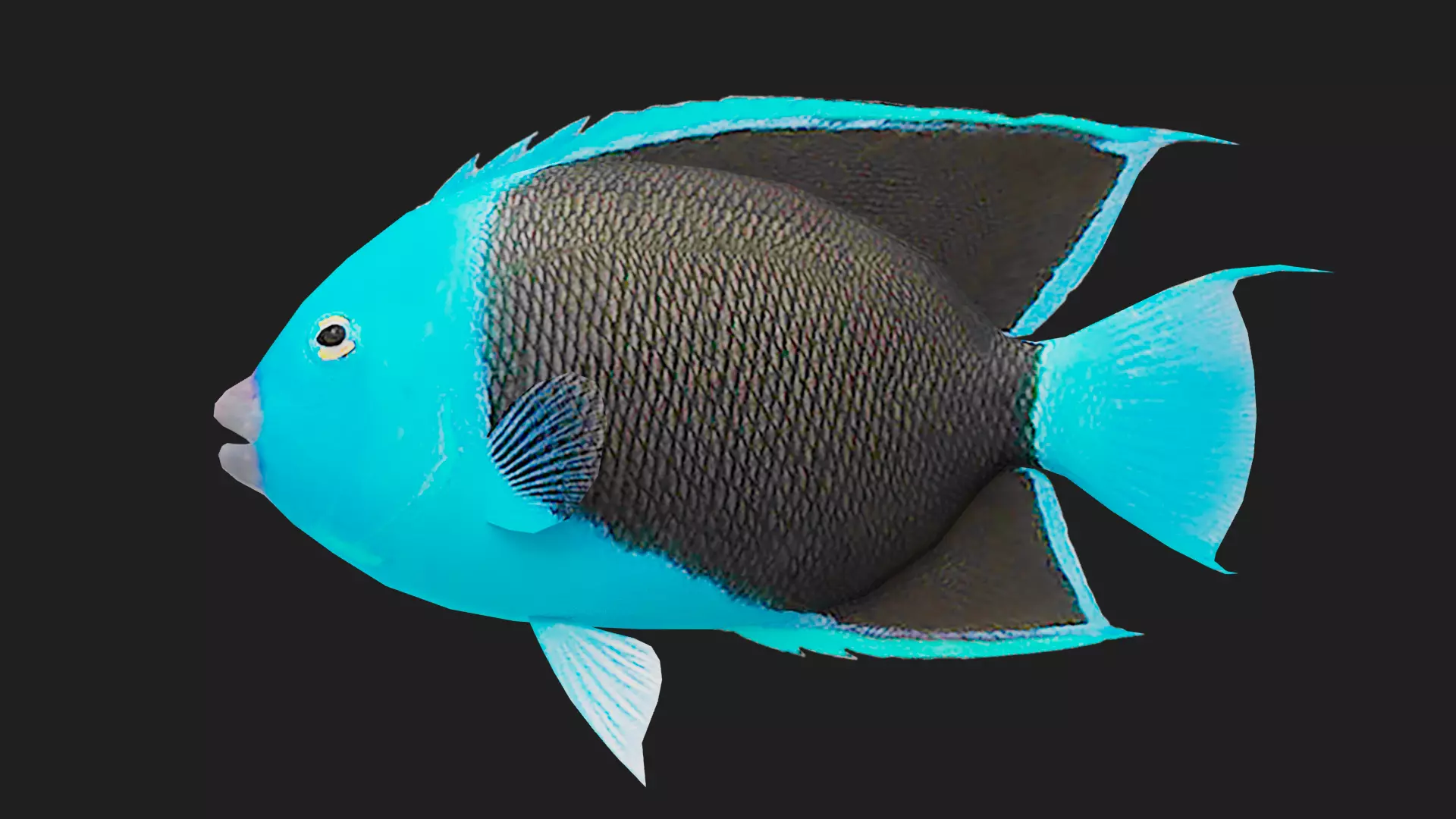 Rockbeauty Low-poly 3D model_0