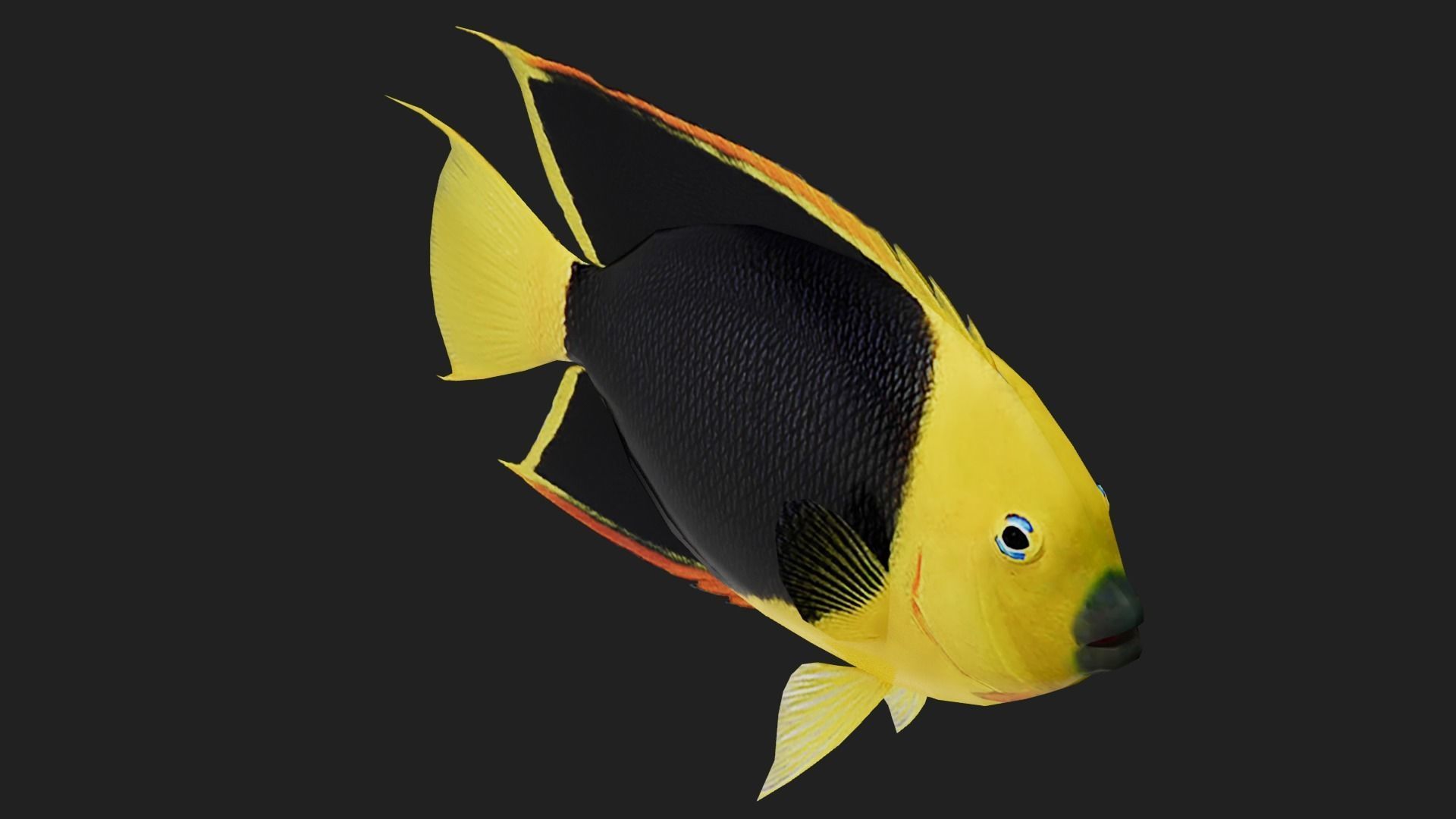 Rockbeauty Low-poly 3D model_2