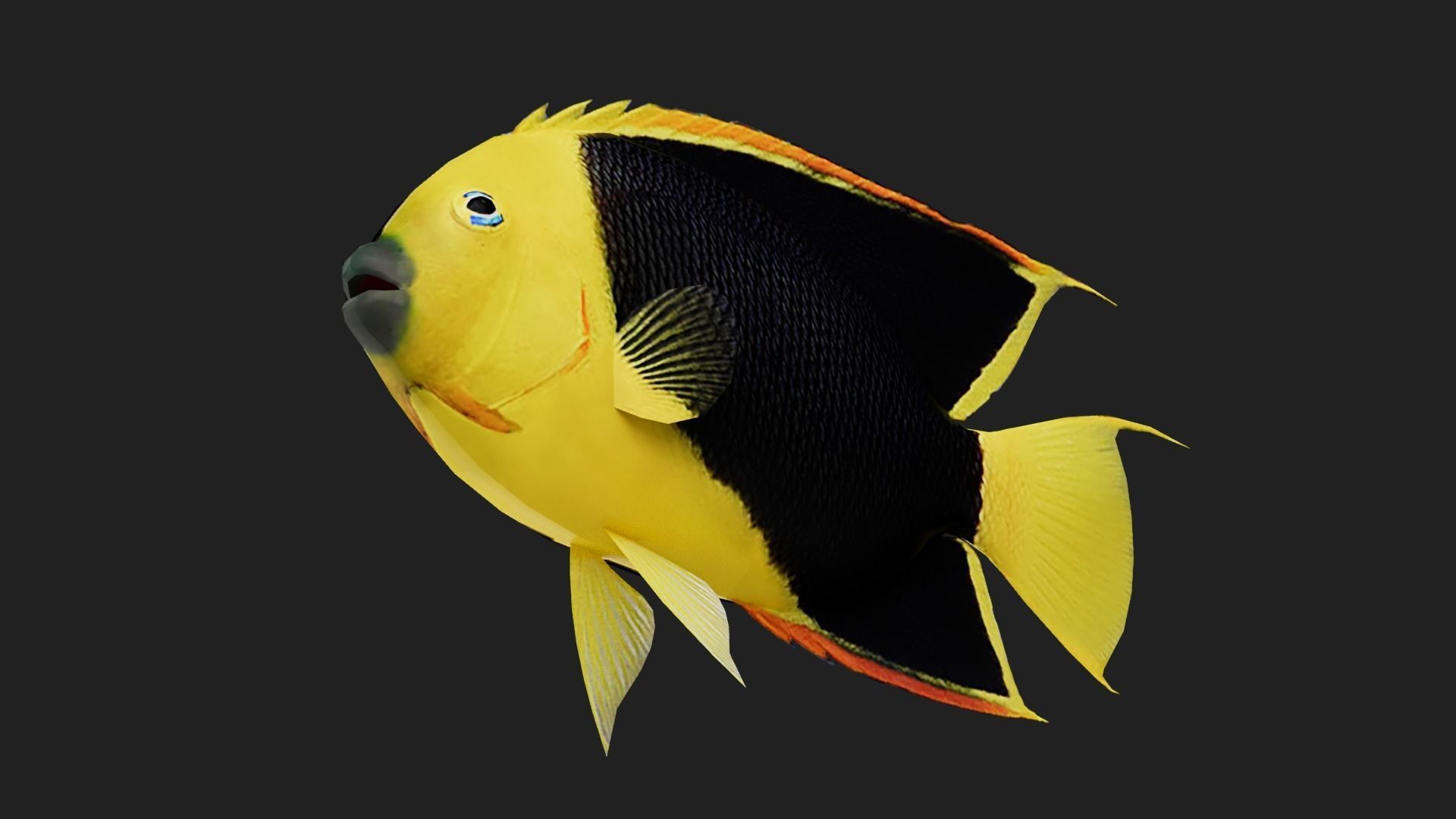 Rockbeauty Low-poly 3D model_4