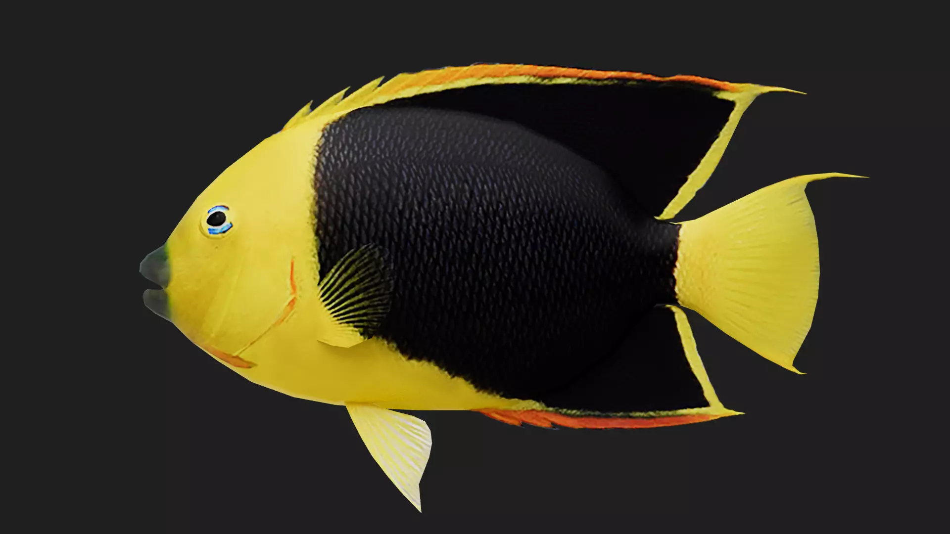 Rockbeauty Low-poly 3D model_0