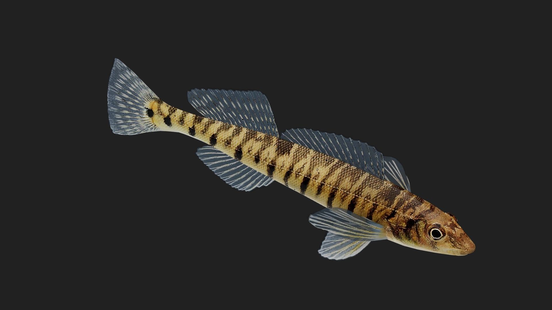 Logperch Low-poly 3D model_2