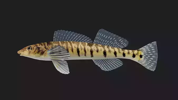 Logperch Low-poly 3D model