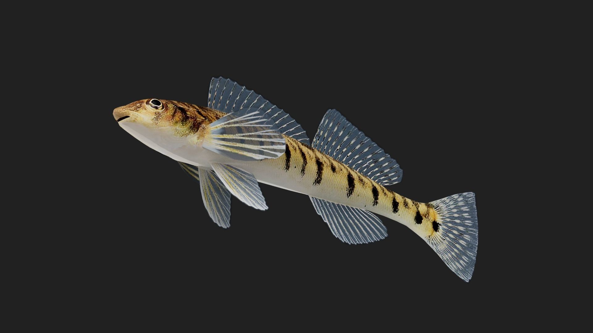 Logperch Low-poly 3D model_4