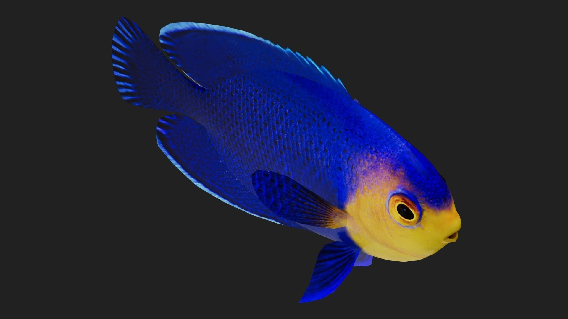 Bass fish Low-poly 3D model_2