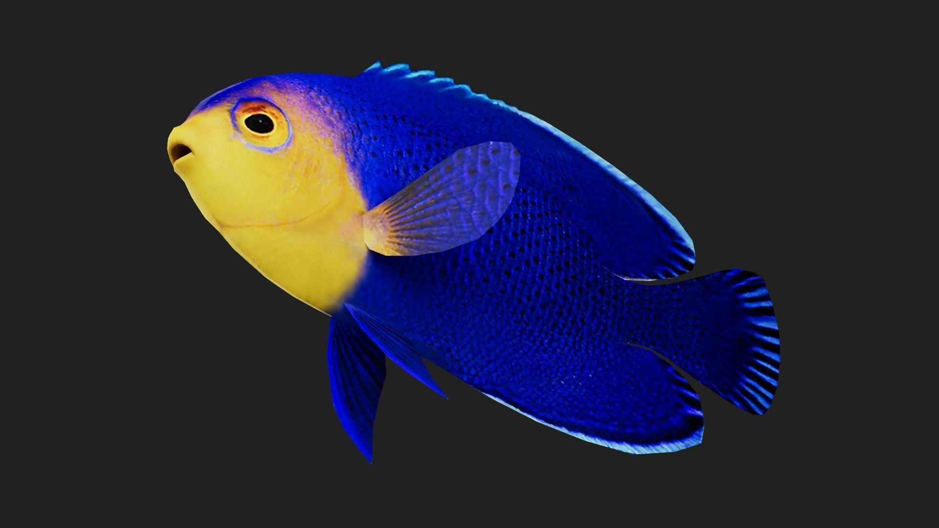Bass fish Low-poly 3D model_4
