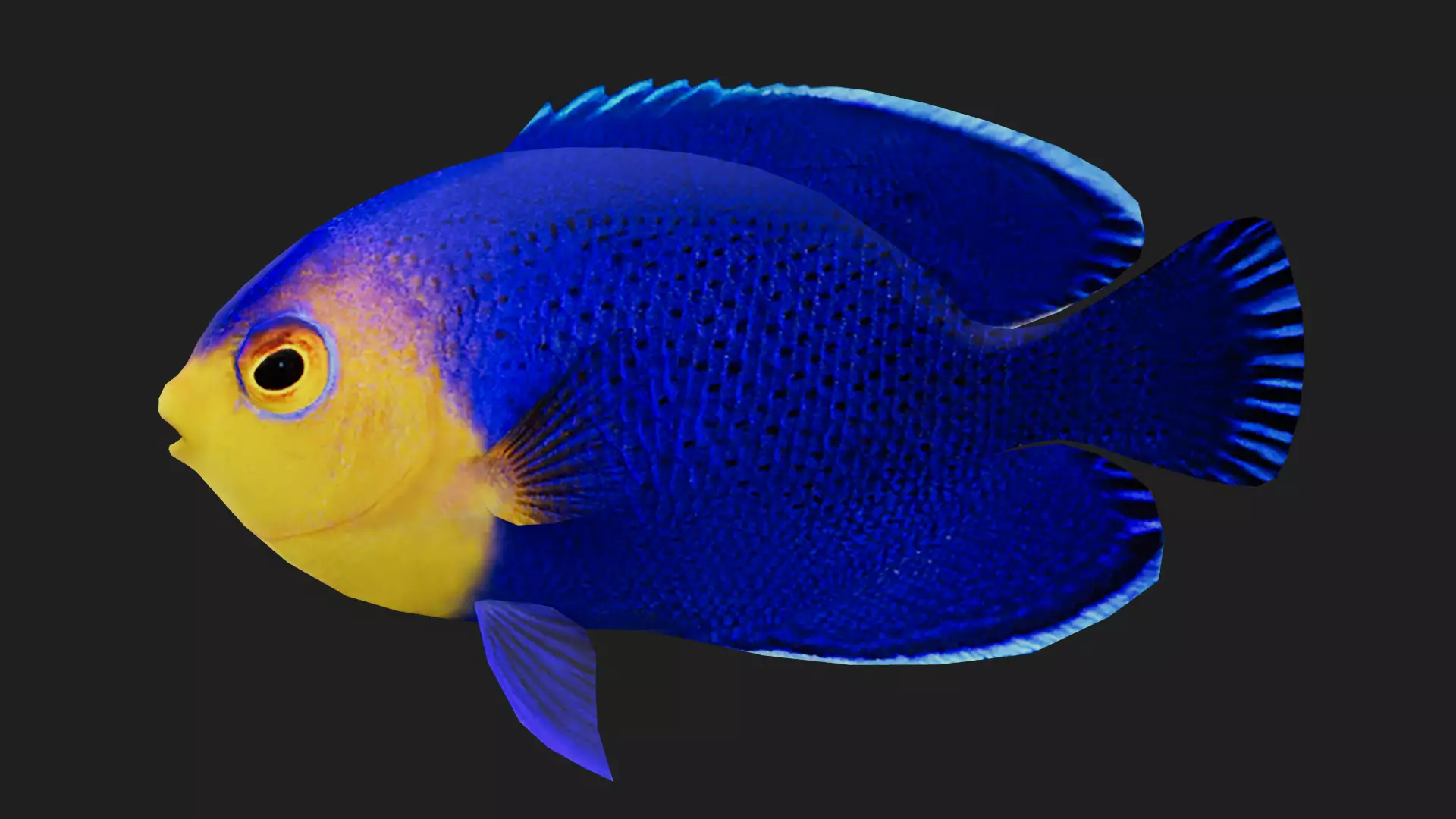 Bass fish Low-poly 3D model_0