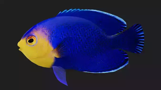 Bass fish Low-poly 3D model