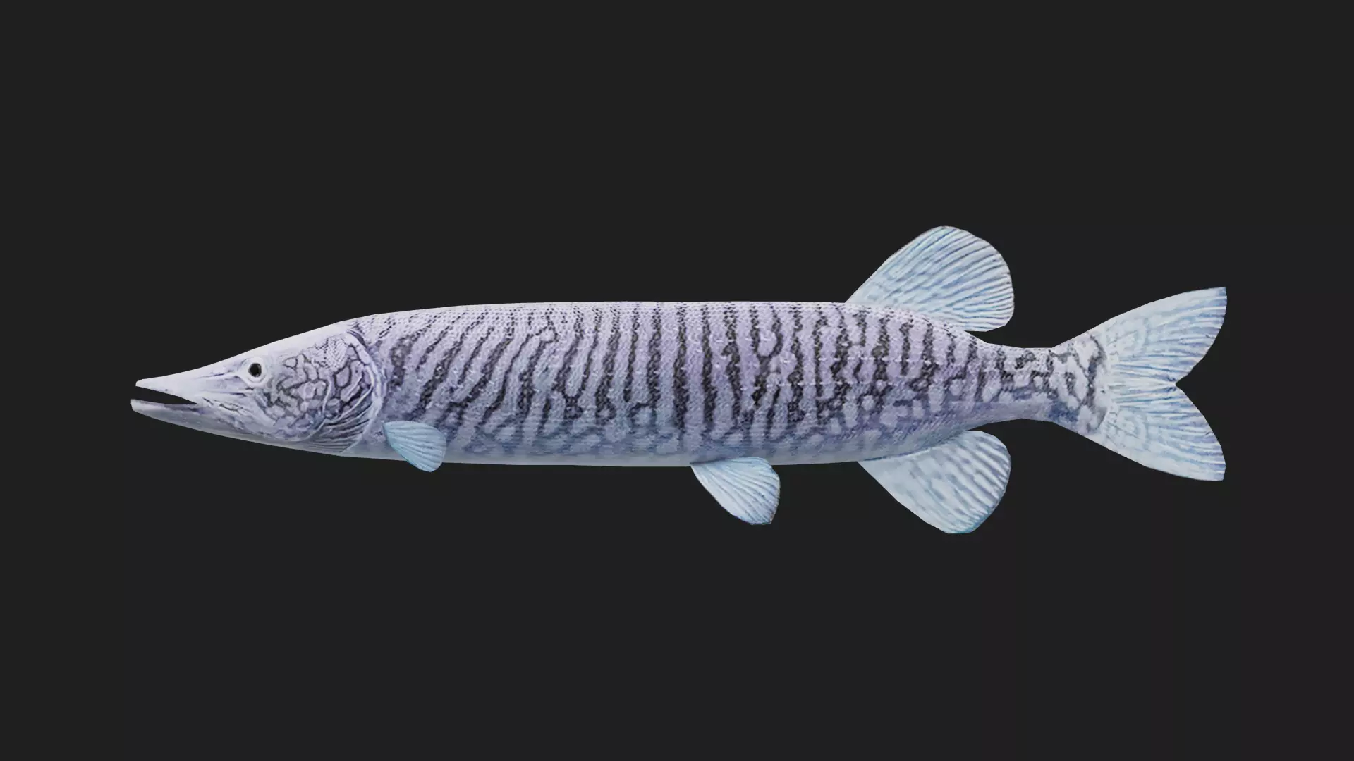 Pike fish Low-poly 3D model_0
