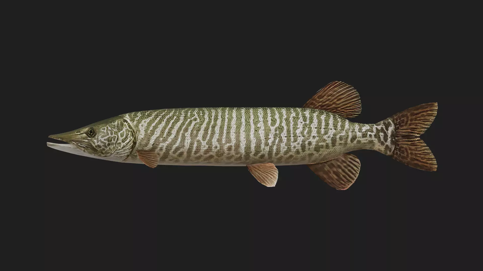 Pike fish Low-poly 3D model