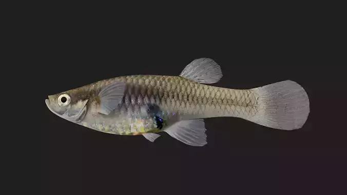 Killifish