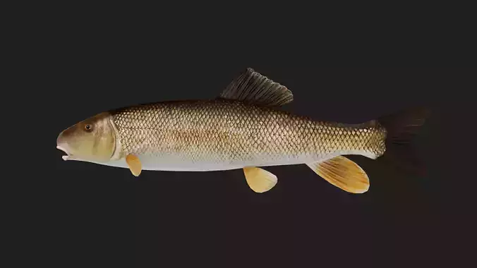 Carp fish Low-poly 3D model