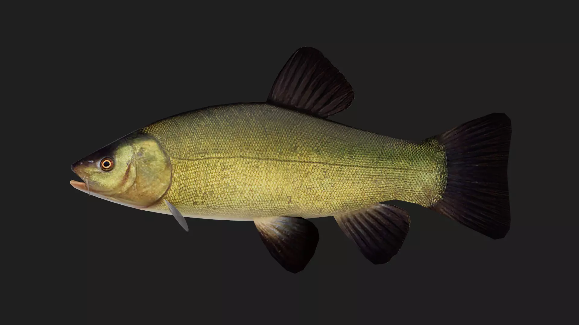 Carp fish Low-poly 3D model