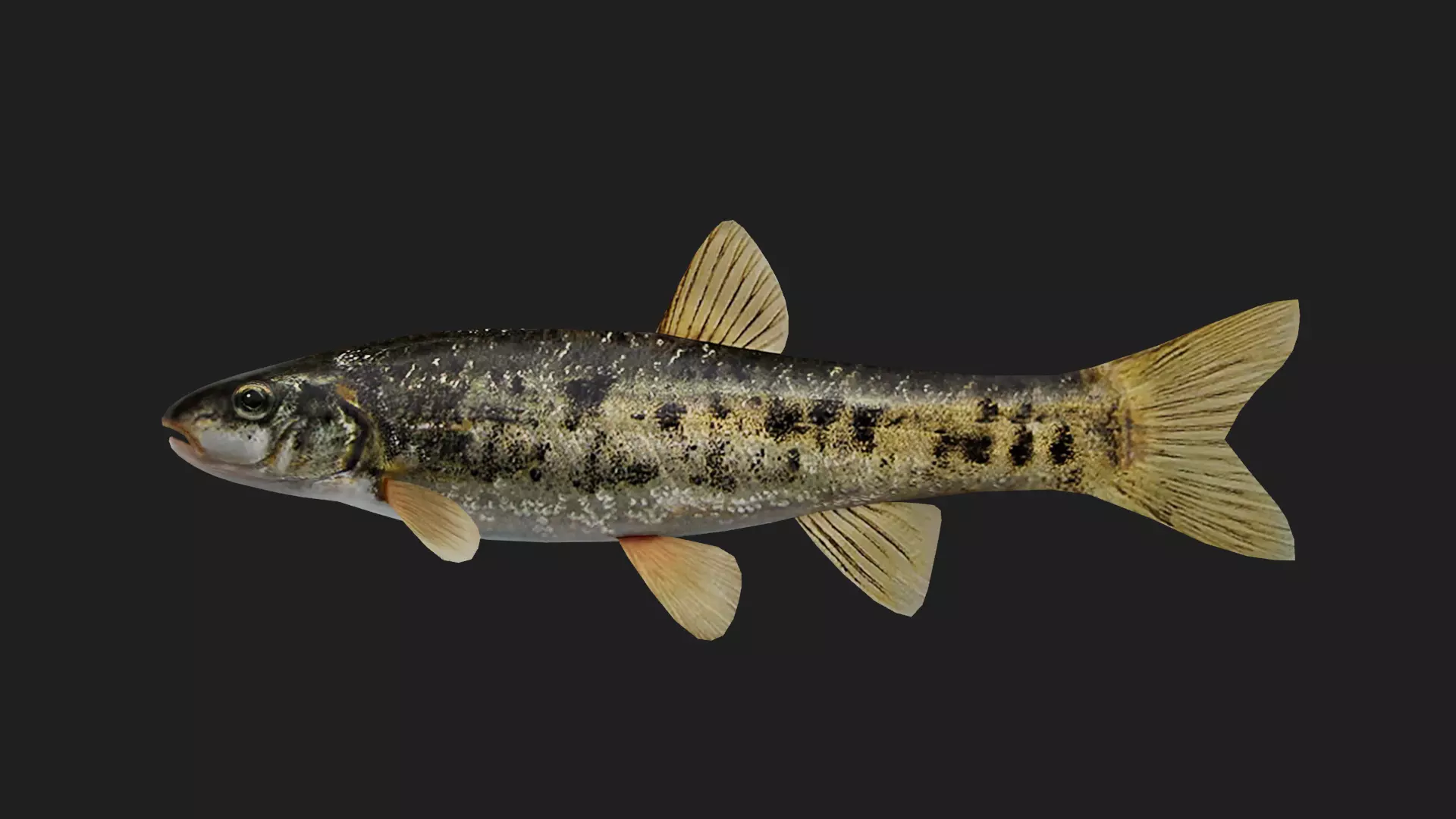 Carp fish Low-poly 3D model_0