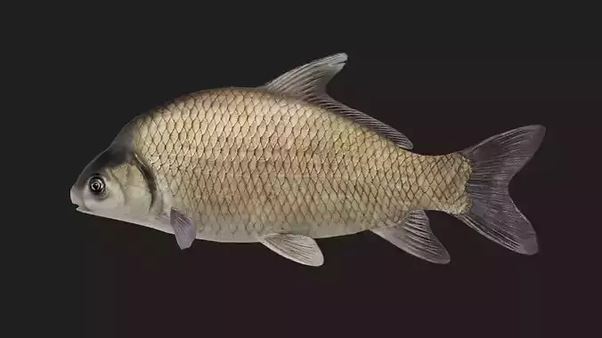Carp fish Low-poly 3D model