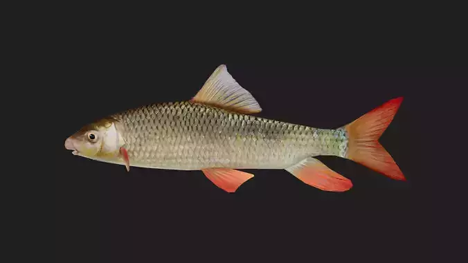 Carp fish