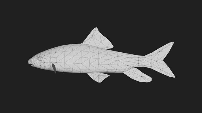 Carp fish Low-poly 3D model 2