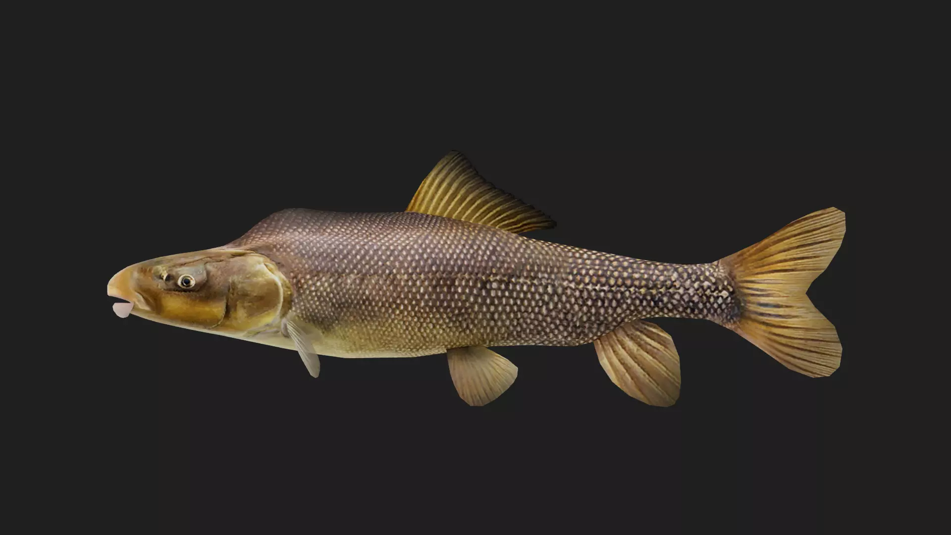 Carp fish Low-poly 3D model_0