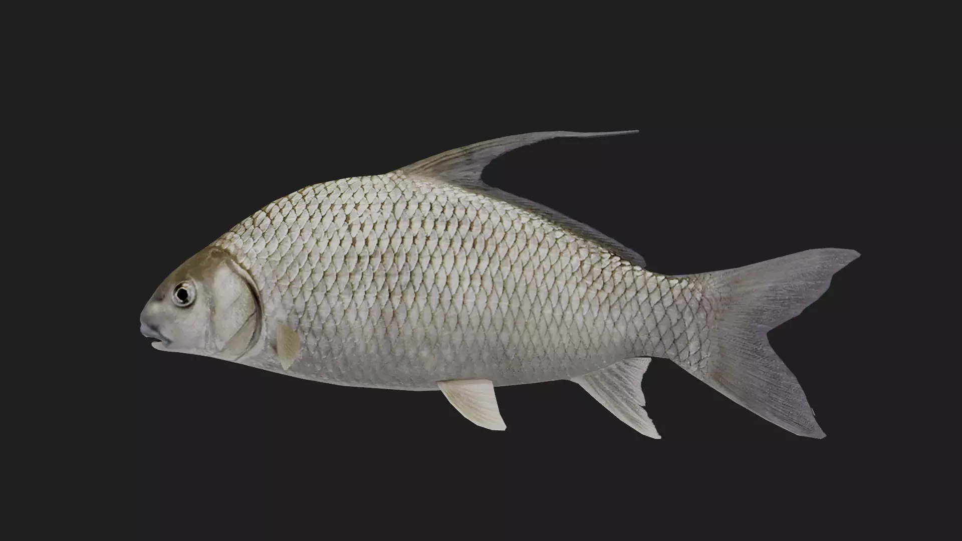 Carp fish Low-poly 3D model_0