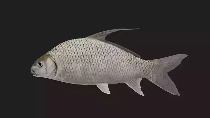 Carp fish