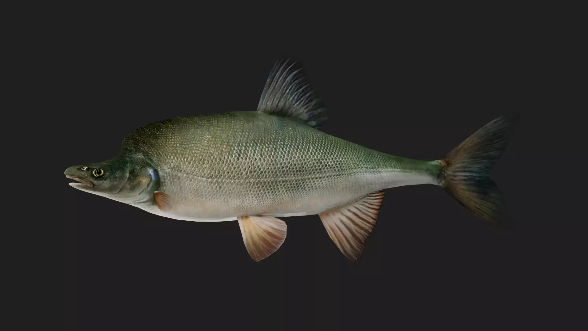 Carp fish Low-poly 3D model_0