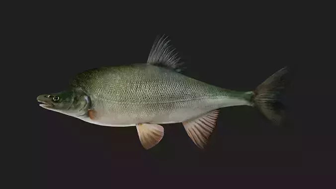 Carp fish