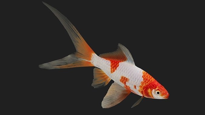 Carp fish Low-poly 3D model 5