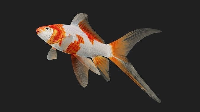 Carp fish Low-poly 3D model 3