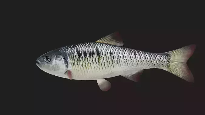 Carp fish