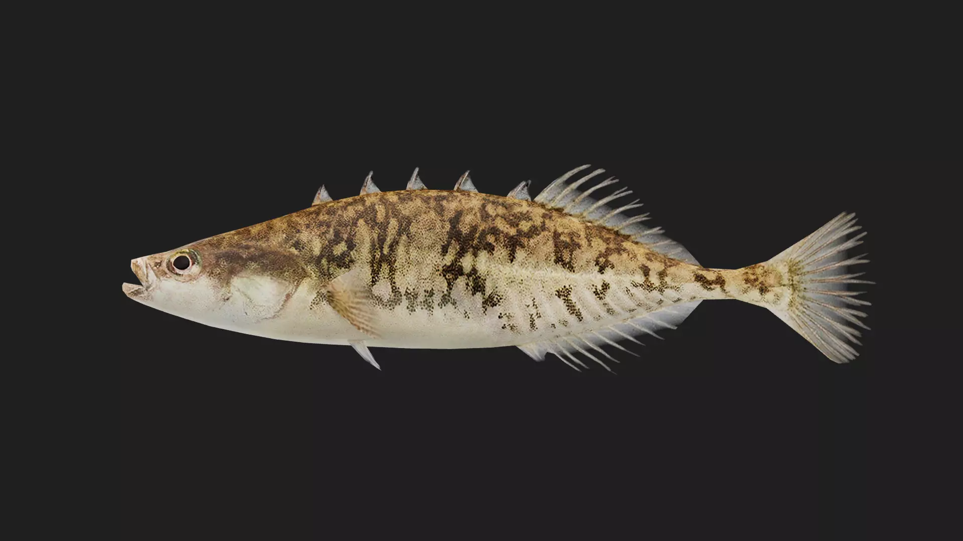 Stickleback Low-poly 3D model_0
