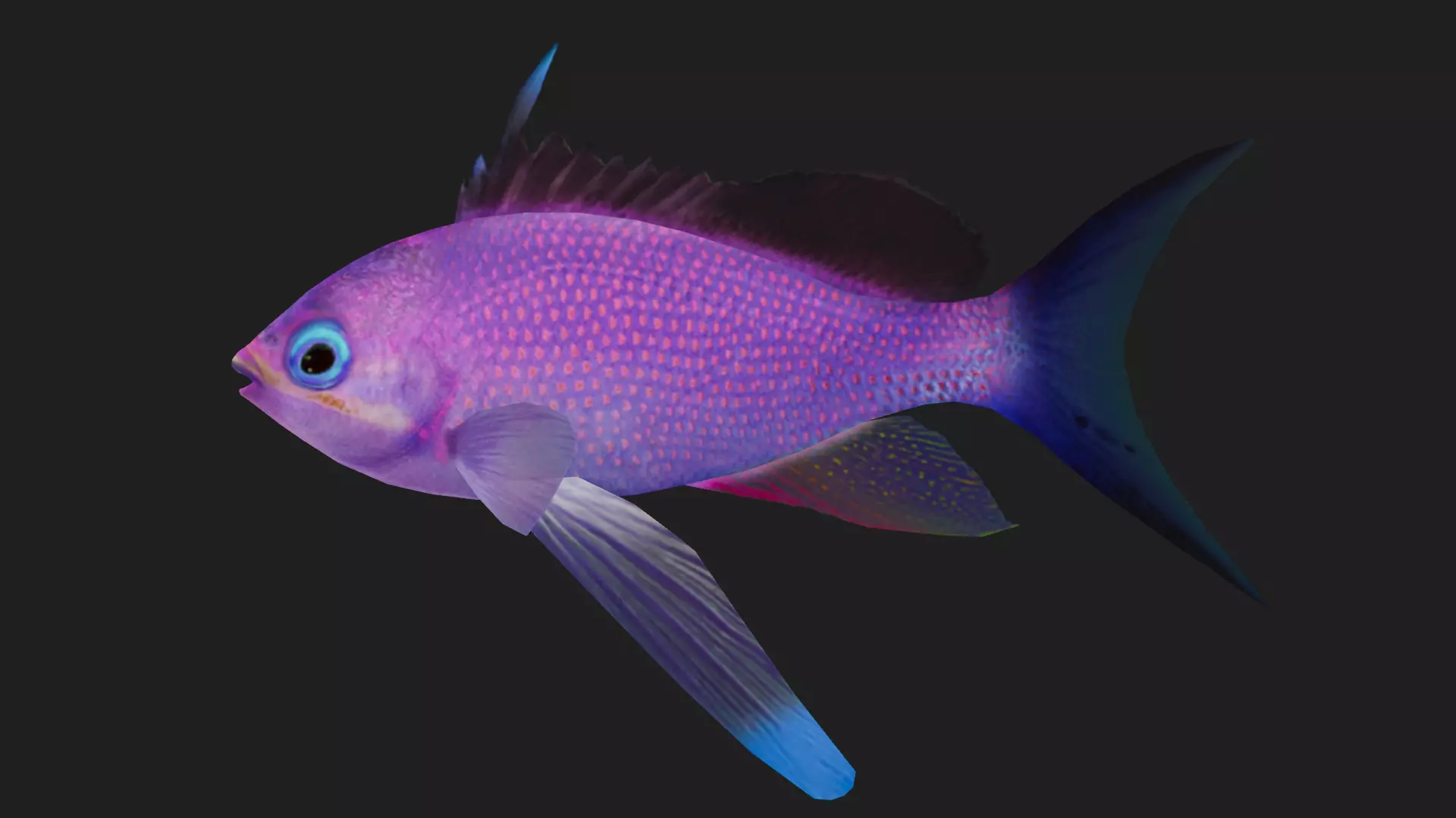 Serranidae Low-poly 3D model_0