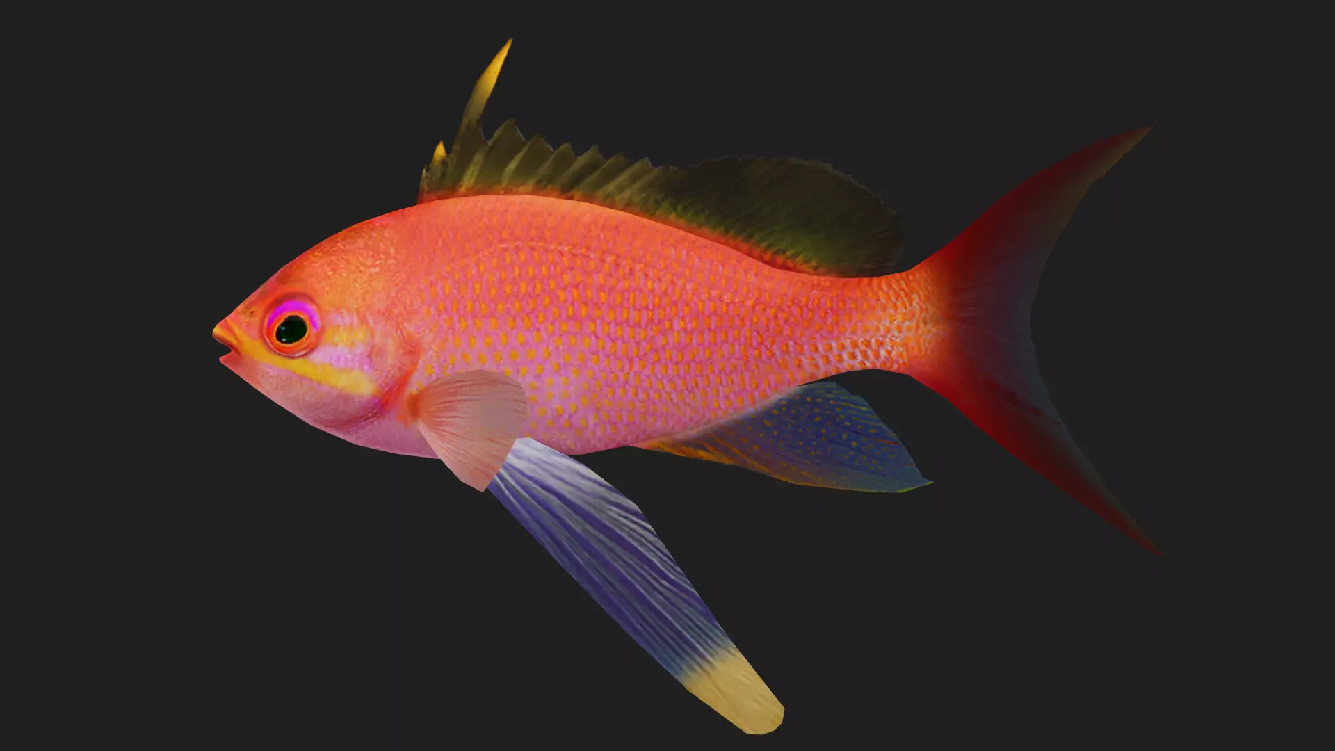 Serranidae Low-poly 3D model_0