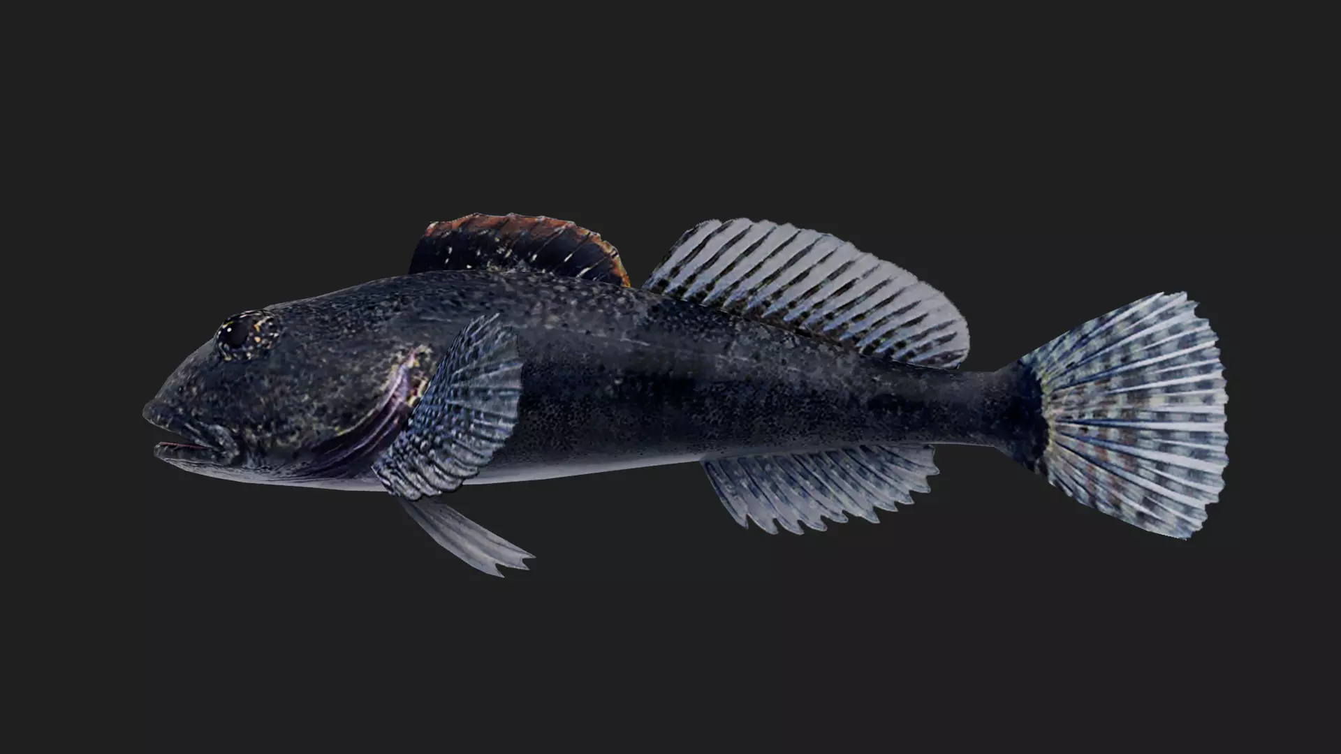Sculpin Low-poly 3D model_0
