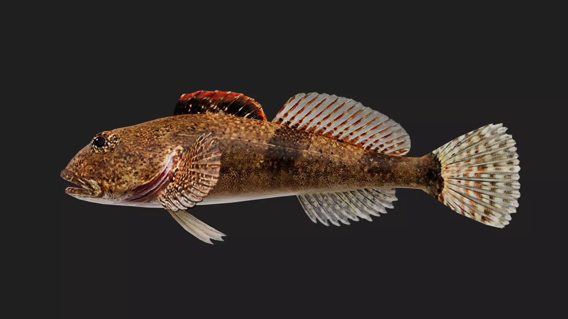 Sculpin Low-poly 3D model_0