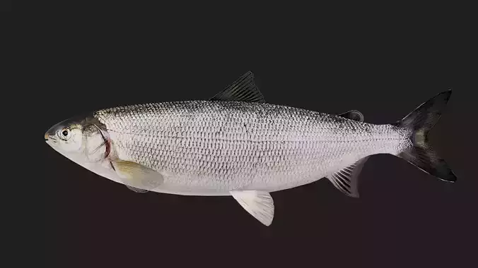 Salmon Low-poly 3D model