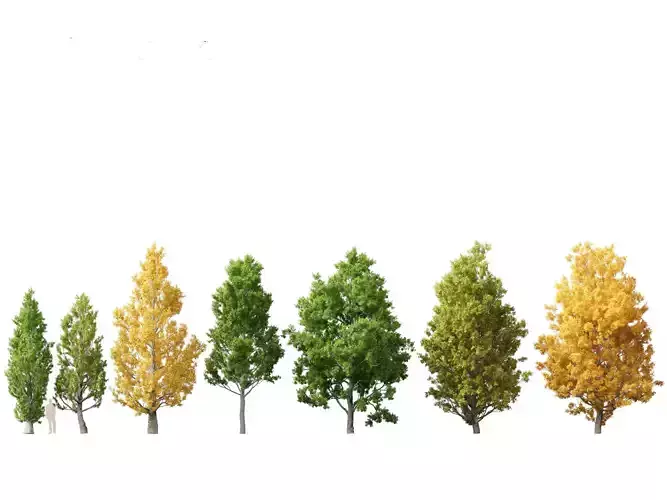 Quercus robur -  English oak