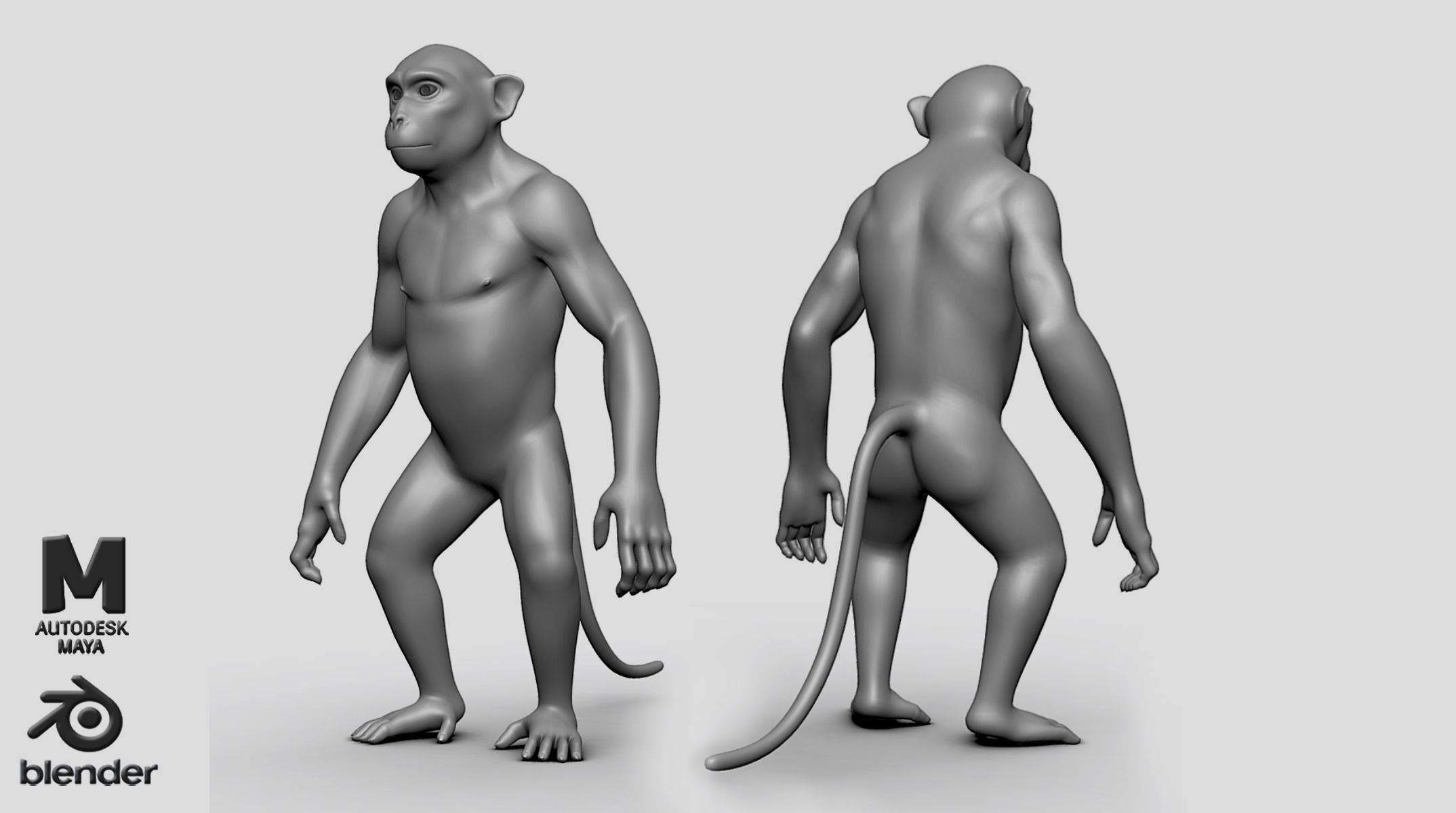 Primate  BaseMesh II Chimpanzee I Gorilla I Monkey I Orangutan 3D Model Collection_4