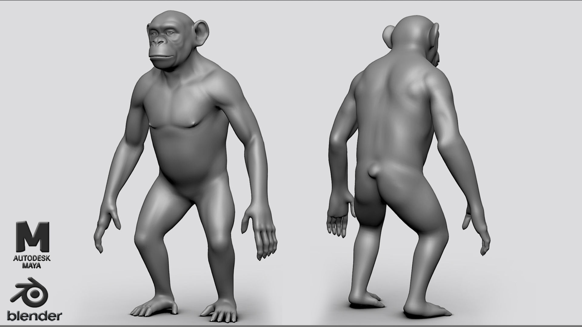Primate  BaseMesh II Chimpanzee I Gorilla I Monkey I Orangutan 3D Model Collection_3