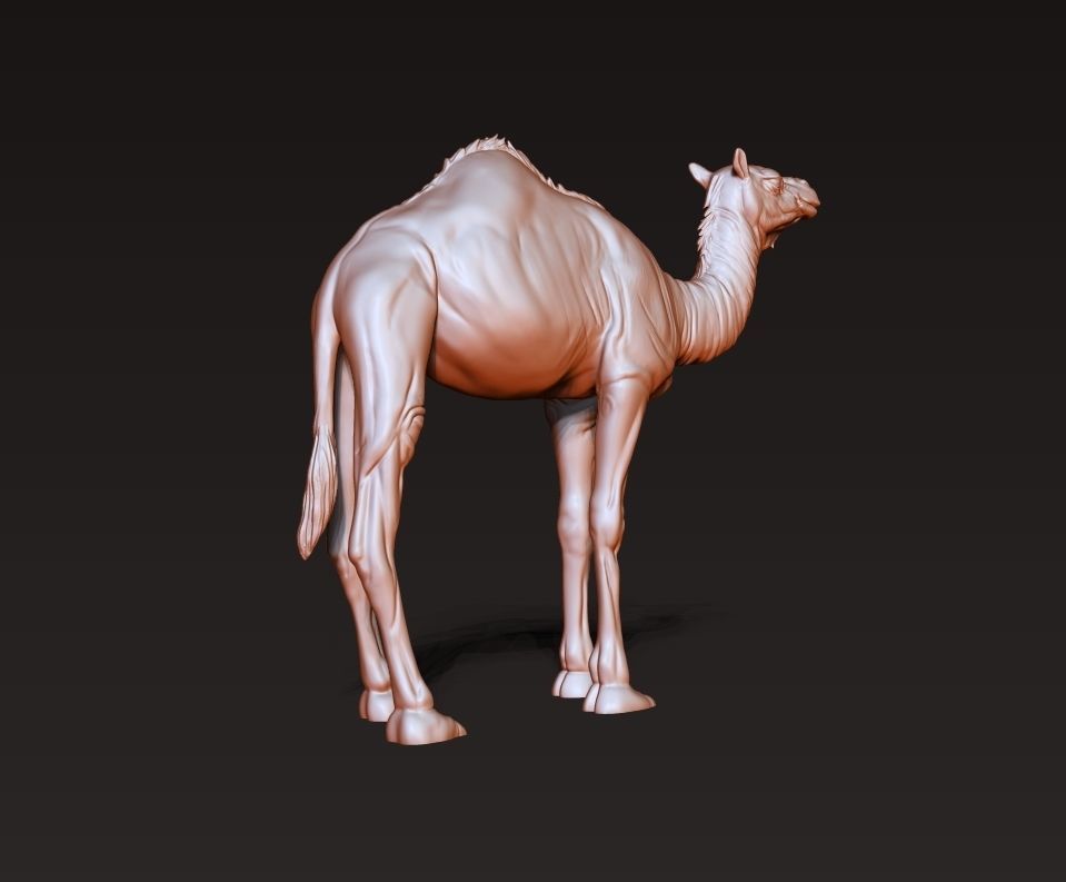 Camel 3D model ready to print 3D print model_6