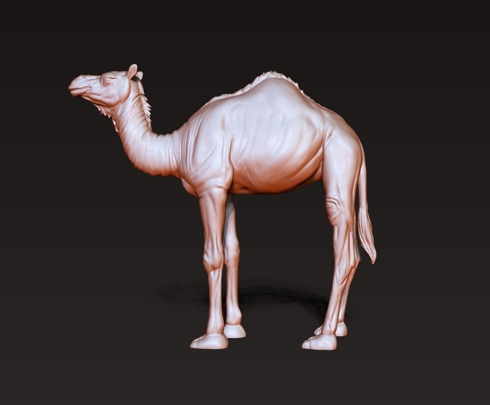Camel 3D model ready to print 3D print model_3