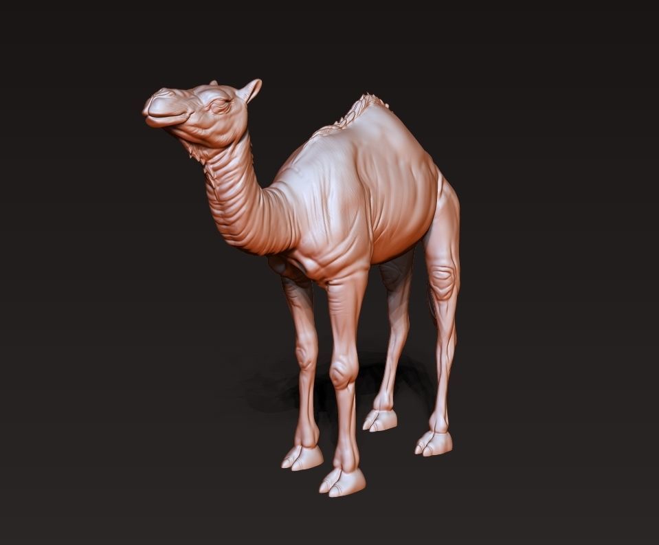 Camel 3D model ready to print 3D print model_2