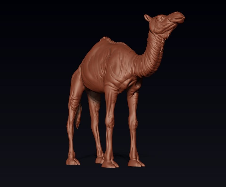 Camel 3D model ready to print 3D print model_14