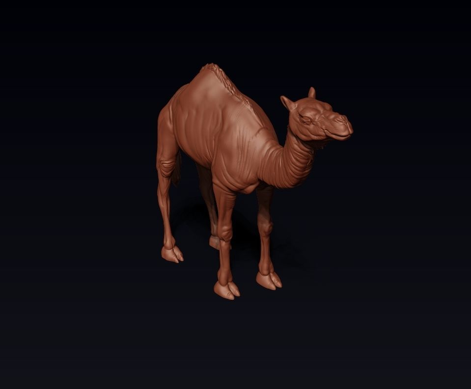 Camel 3D model ready to print 3D print model_13