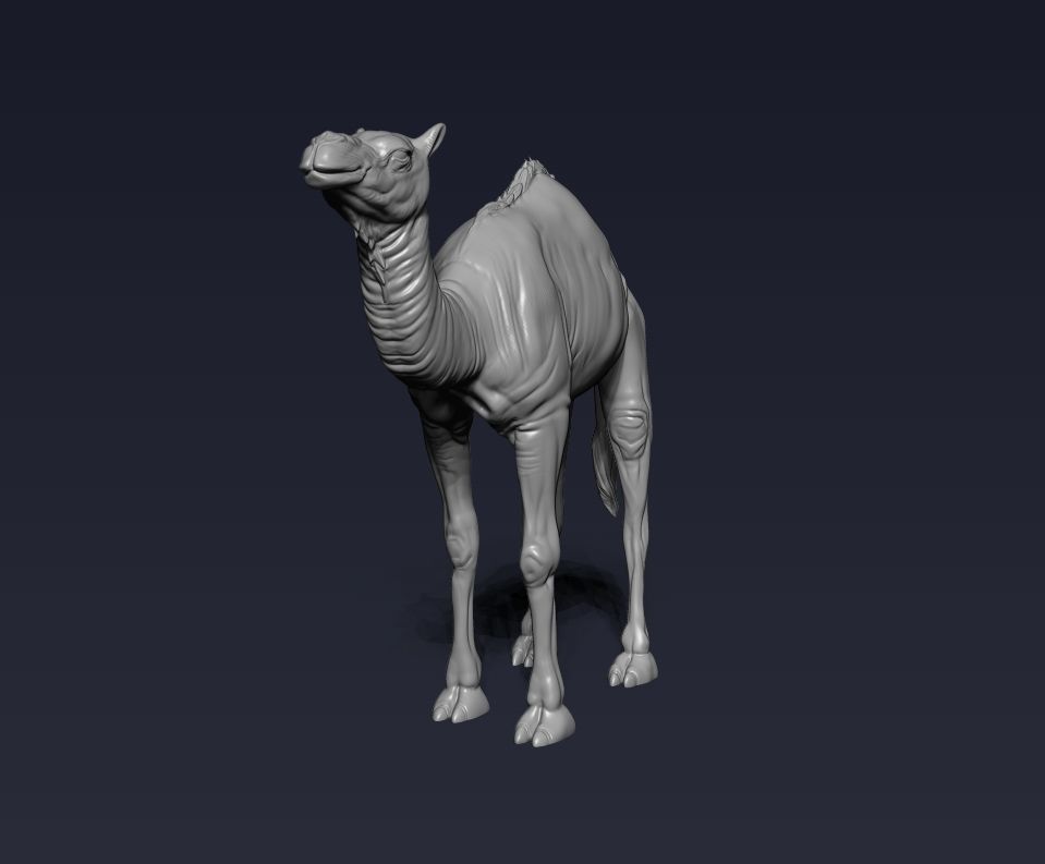 Camel 3D model ready to print 3D print model_9